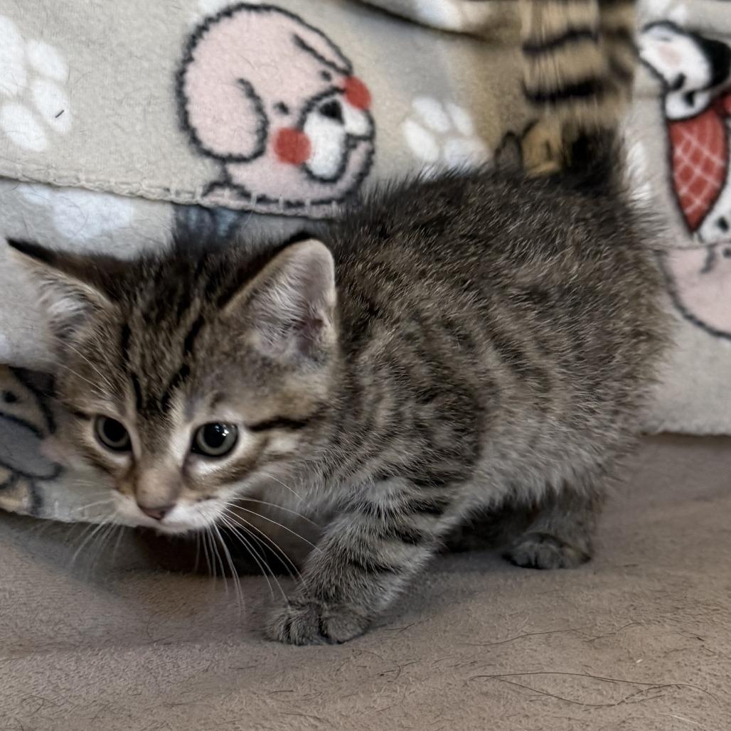 Enlarge Twister - Adoption Pending, a Adoptable Domestic Short Hair in Glenelg, MD image 3/6