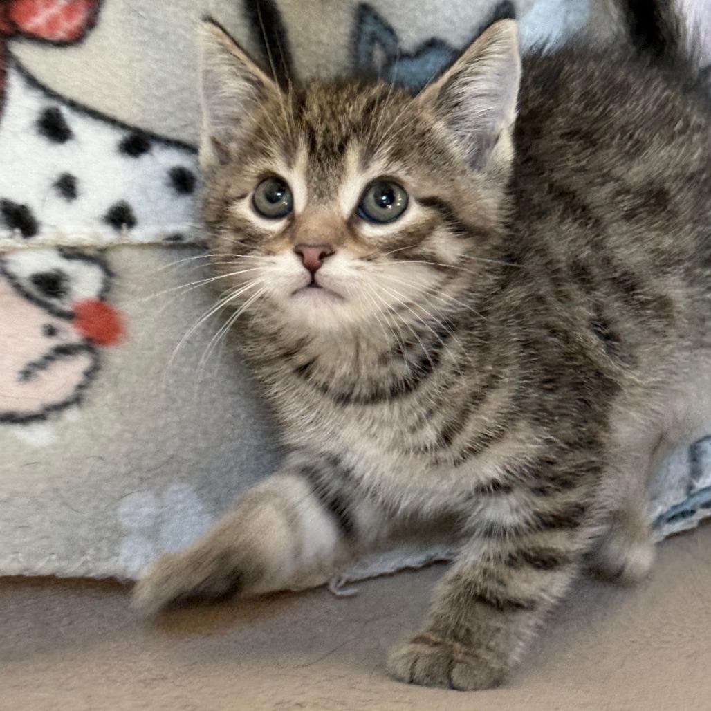 Enlarge Twister - Adoption Pending, a Adoptable Domestic Short Hair in Glenelg, MD image 4/6