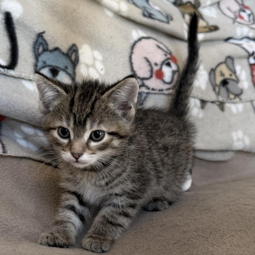 Enlarge Twister - Adoption Pending, a Adoptable Domestic Short Hair in Glenelg, MD image 5/6