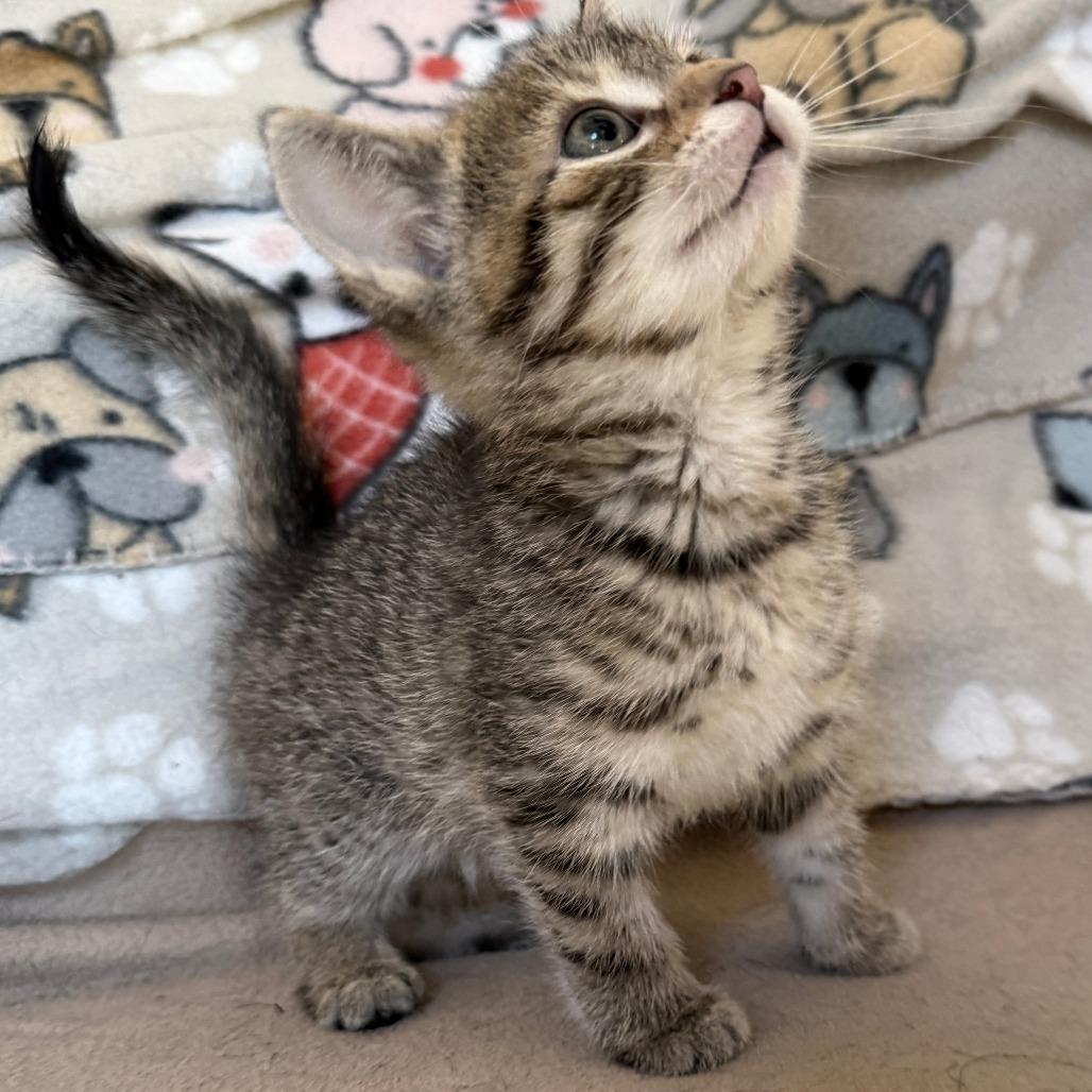 Enlarge Twister - Adoption Pending, a Adoptable Domestic Short Hair in Glenelg, MD image 6/6