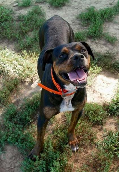 Enlarge Black, a Adoptable Boxer in Yellville, AR image 2/3