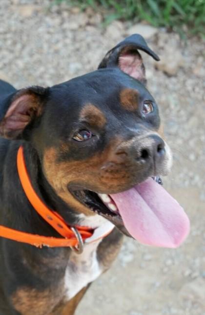 Enlarge Black, a Adoptable Boxer in Yellville, AR image 1/3