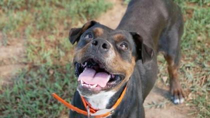 Enlarge Black, a Adoptable Boxer in Yellville, AR image 3/3