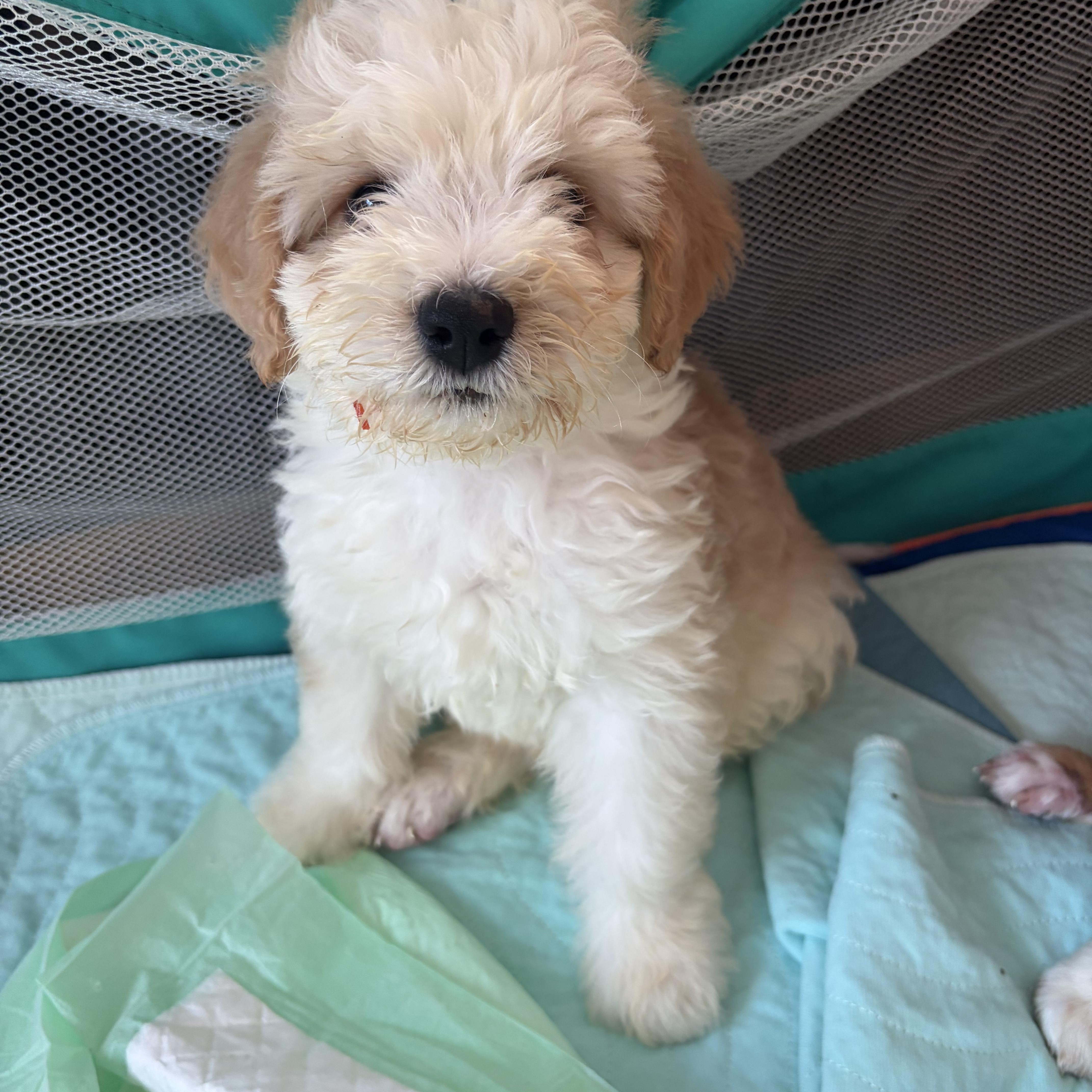 William, Adoptable, Puppy Male Poodle & Cattle Dog.