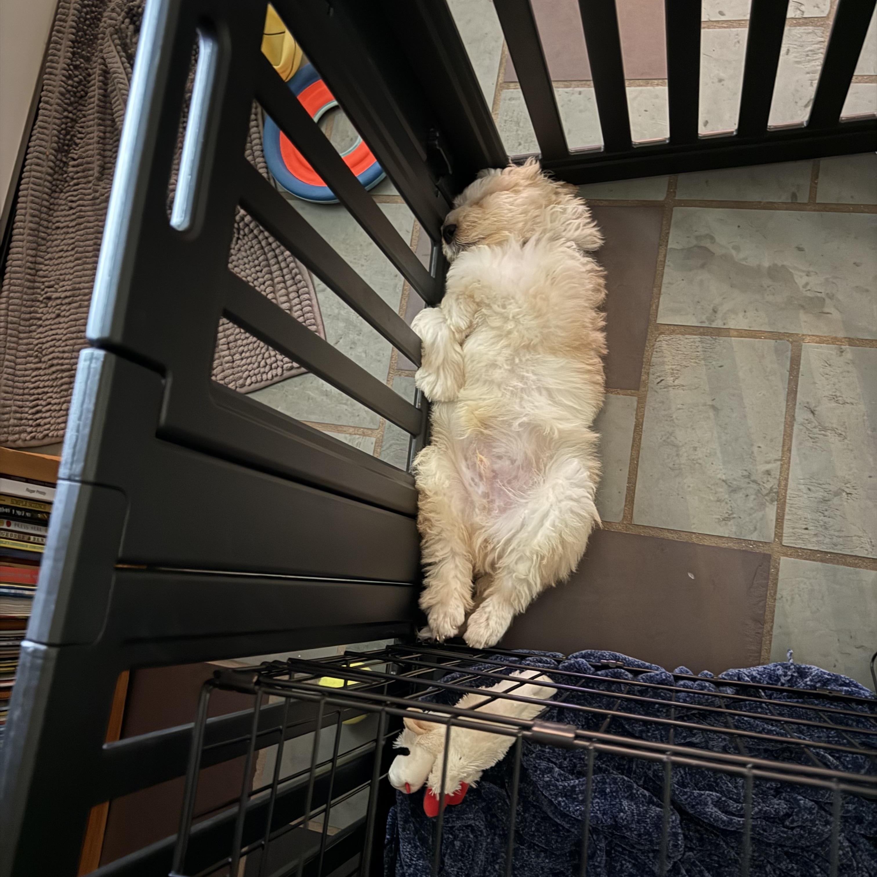Enlarge William, a Adoptable mixed breed in Breinigsville, PA image 3/5