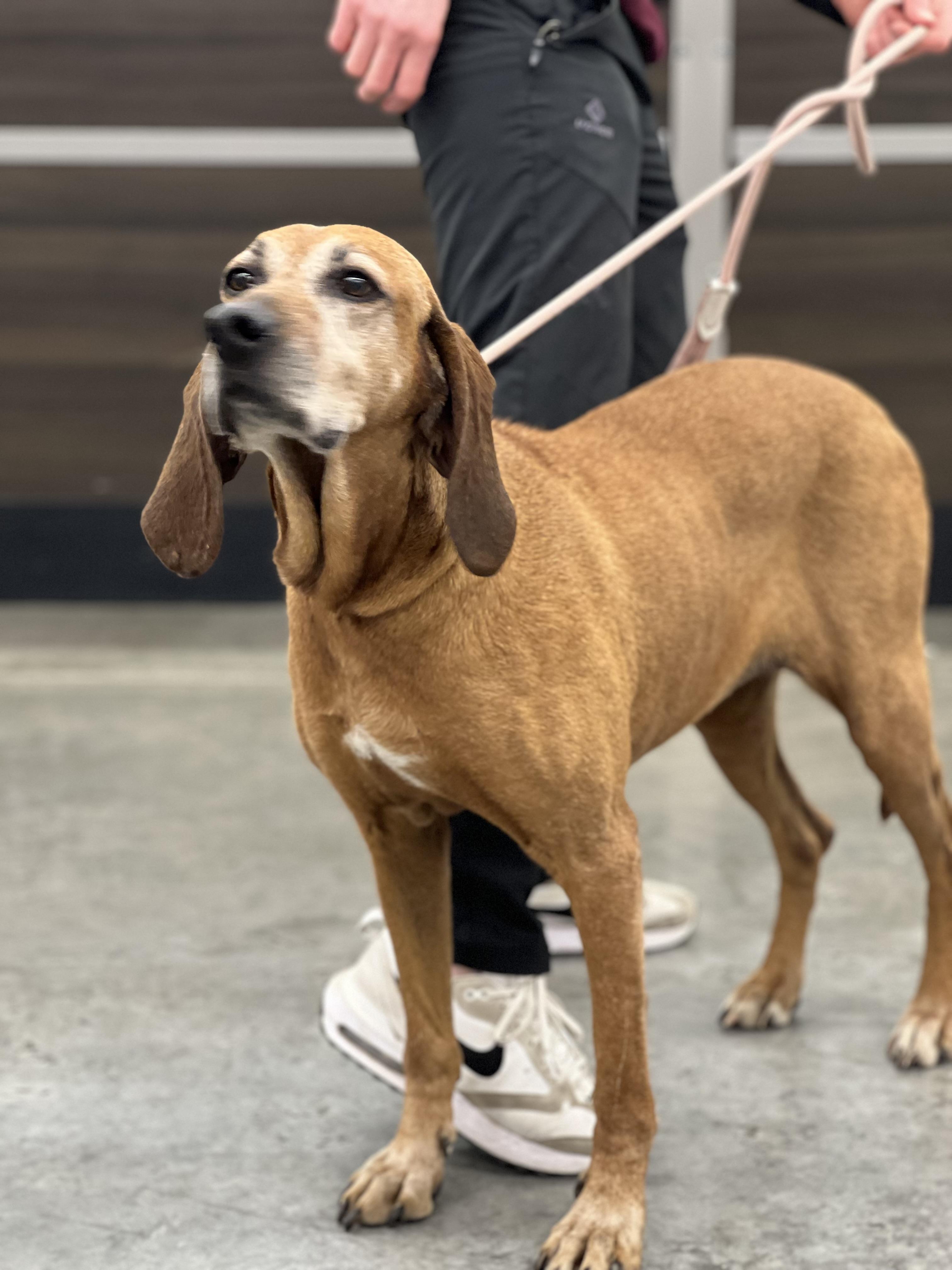 Enlarge Ida Mae, a Adoptable mixed breed in Zimmerman, MN image 1/4