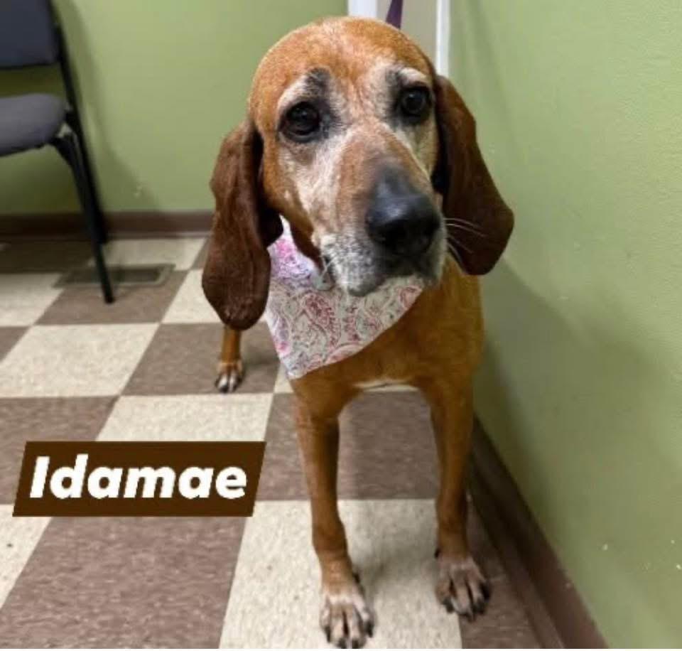 Enlarge Ida Mae, a Adoptable mixed breed in Zimmerman, MN image 3/4