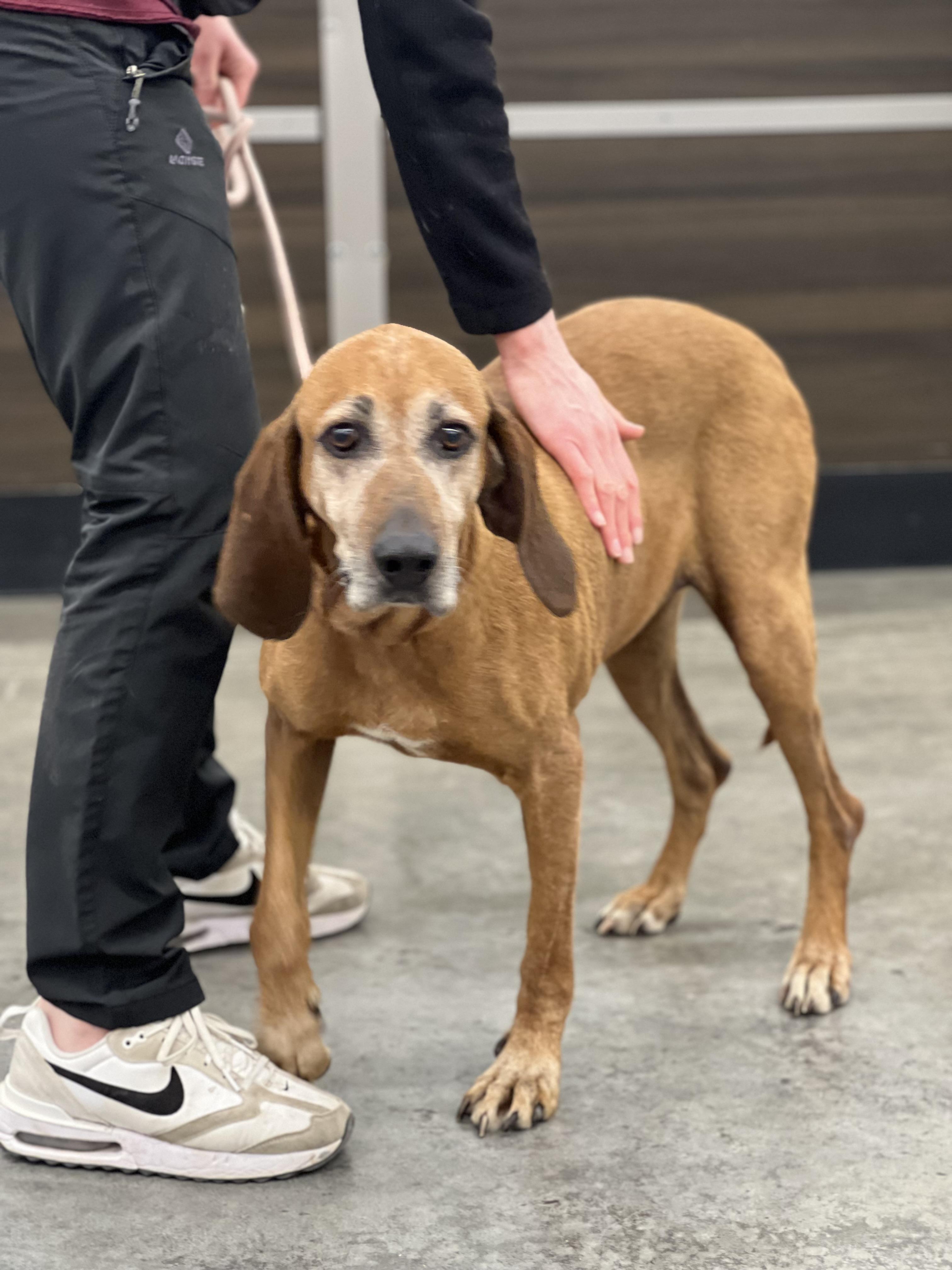 Enlarge Ida Mae, a Adoptable mixed breed in Zimmerman, MN image 2/4