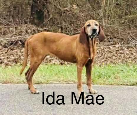 Enlarge Ida Mae, a Adoptable mixed breed in Zimmerman, MN image 4/4