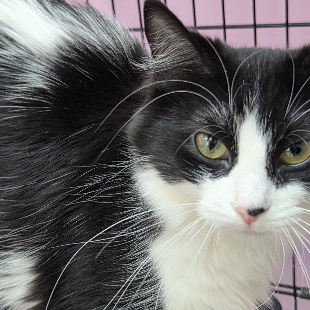 Patches, Adoptable, Young Female Domestic Medium Hair.