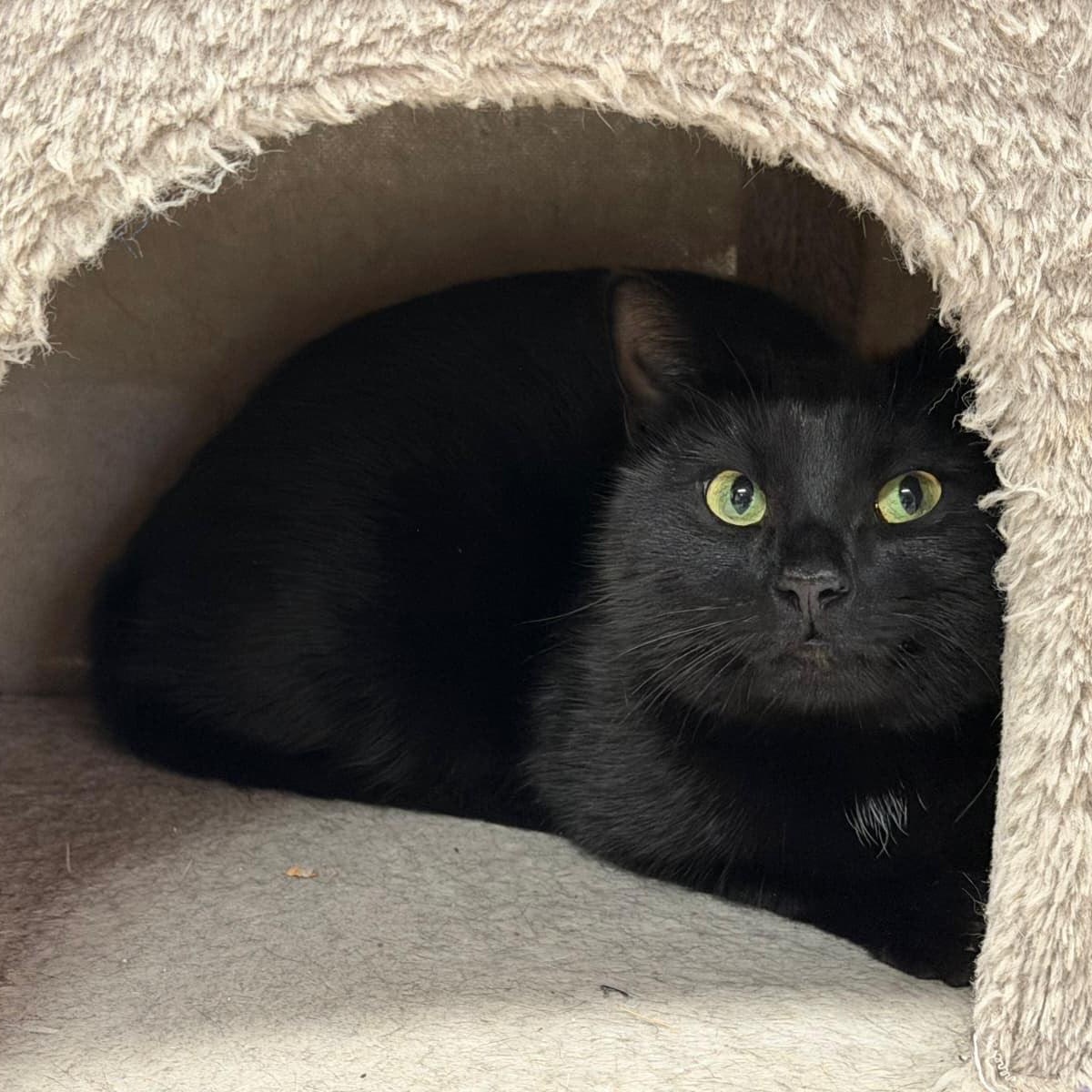 Binx and Nini, ADOPTABLE, Adult Male American Shorthair.