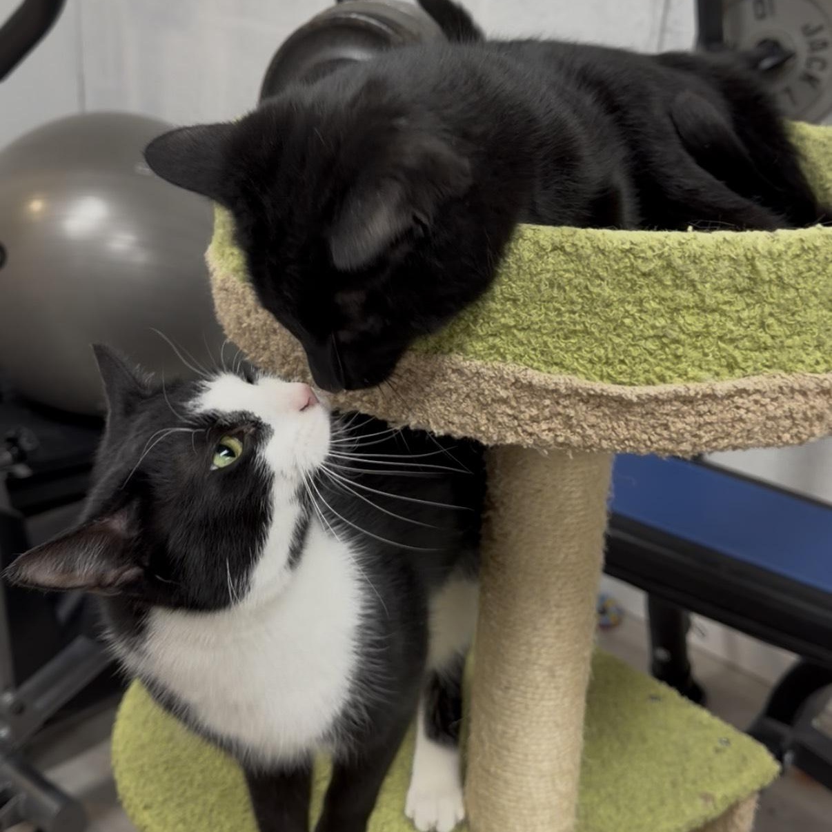 Nini, a ADOPTABLE American Shorthair in Highland Park, NJ image 3/3