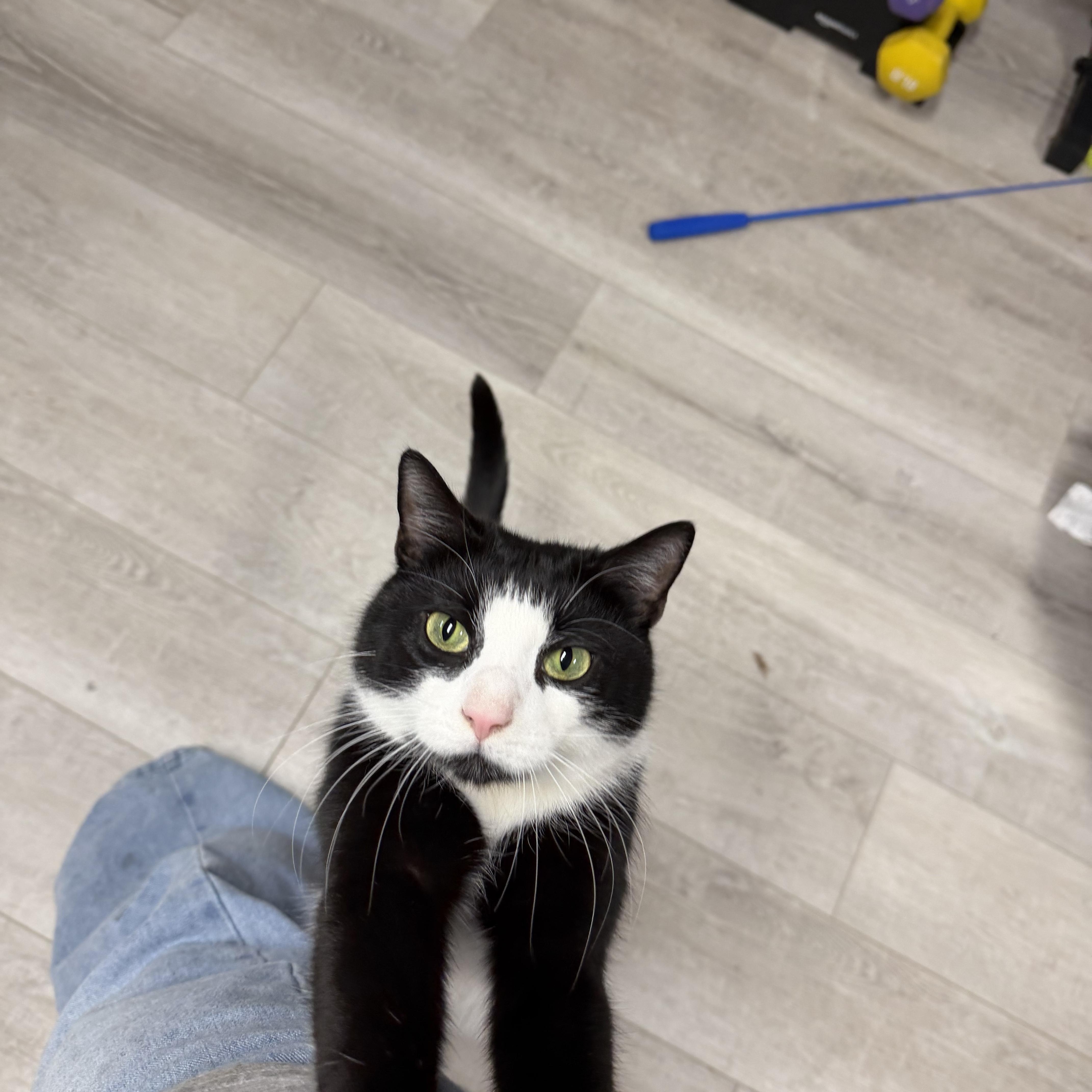 Nini, a ADOPTABLE American Shorthair in Highland Park, NJ image 2/3