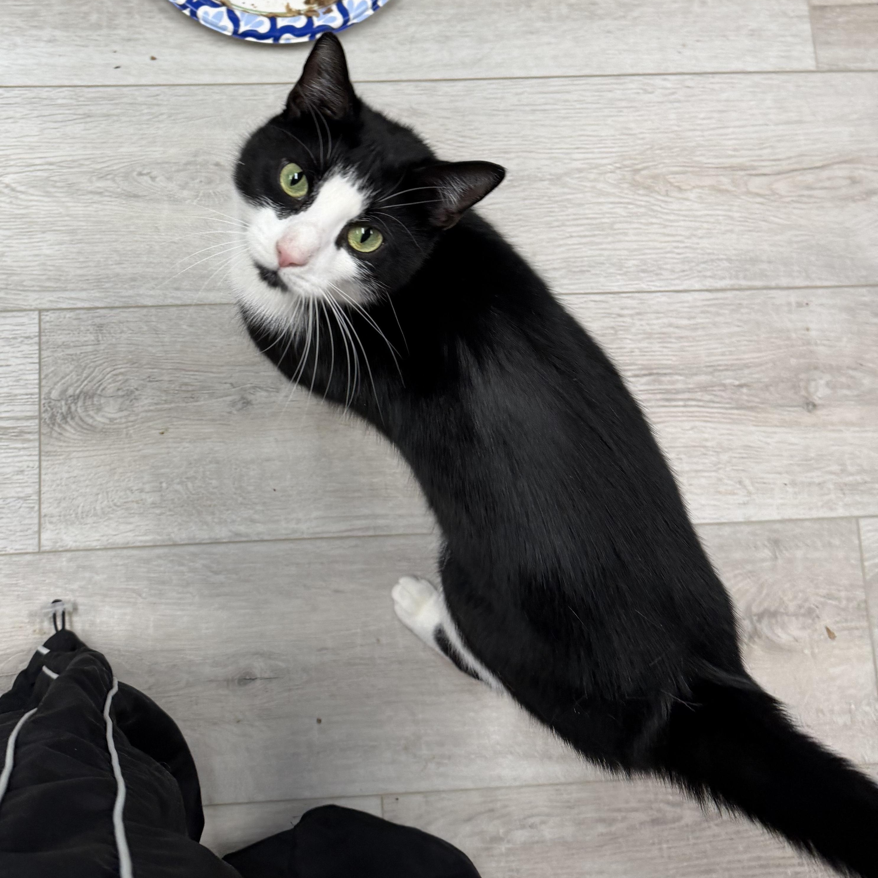 Nini, ADOPTABLE, Adult Male American Shorthair.