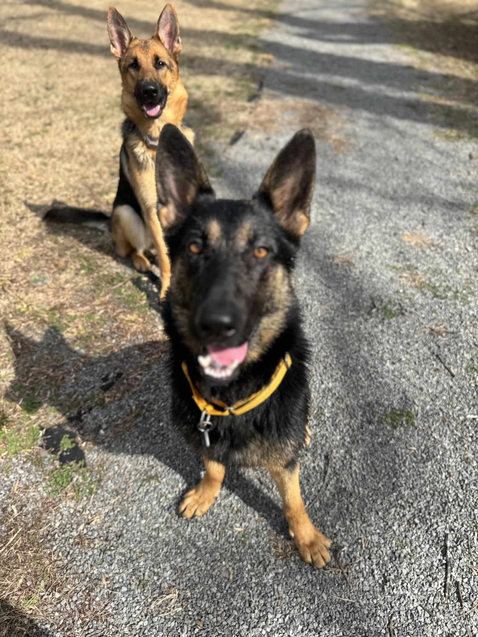 Lyraa, Adoptable, Young Female German Shepherd Dog & Belgian Shepherd / Malinois.