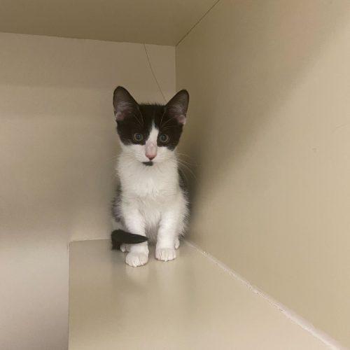 Argyle, Adoptable, Kitten Male Domestic Short Hair.