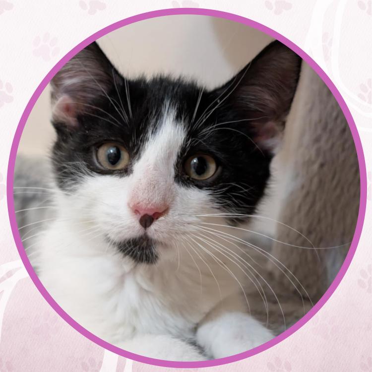 Argyle, a Adoptable Domestic Short Hair in Toms River, NJ image 3/5