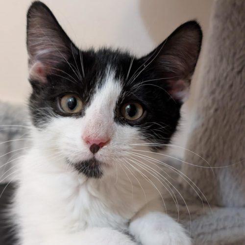 Enlarge Argyle, a Adoptable Domestic Short Hair in Toms River, NJ image 5/5