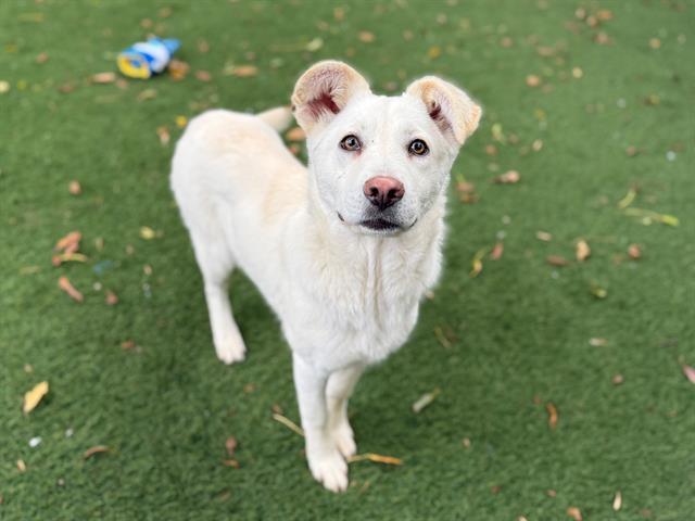 Enlarge LANA DEL REY, a Adoptable mixed breed in Antioch, CA image 1/1