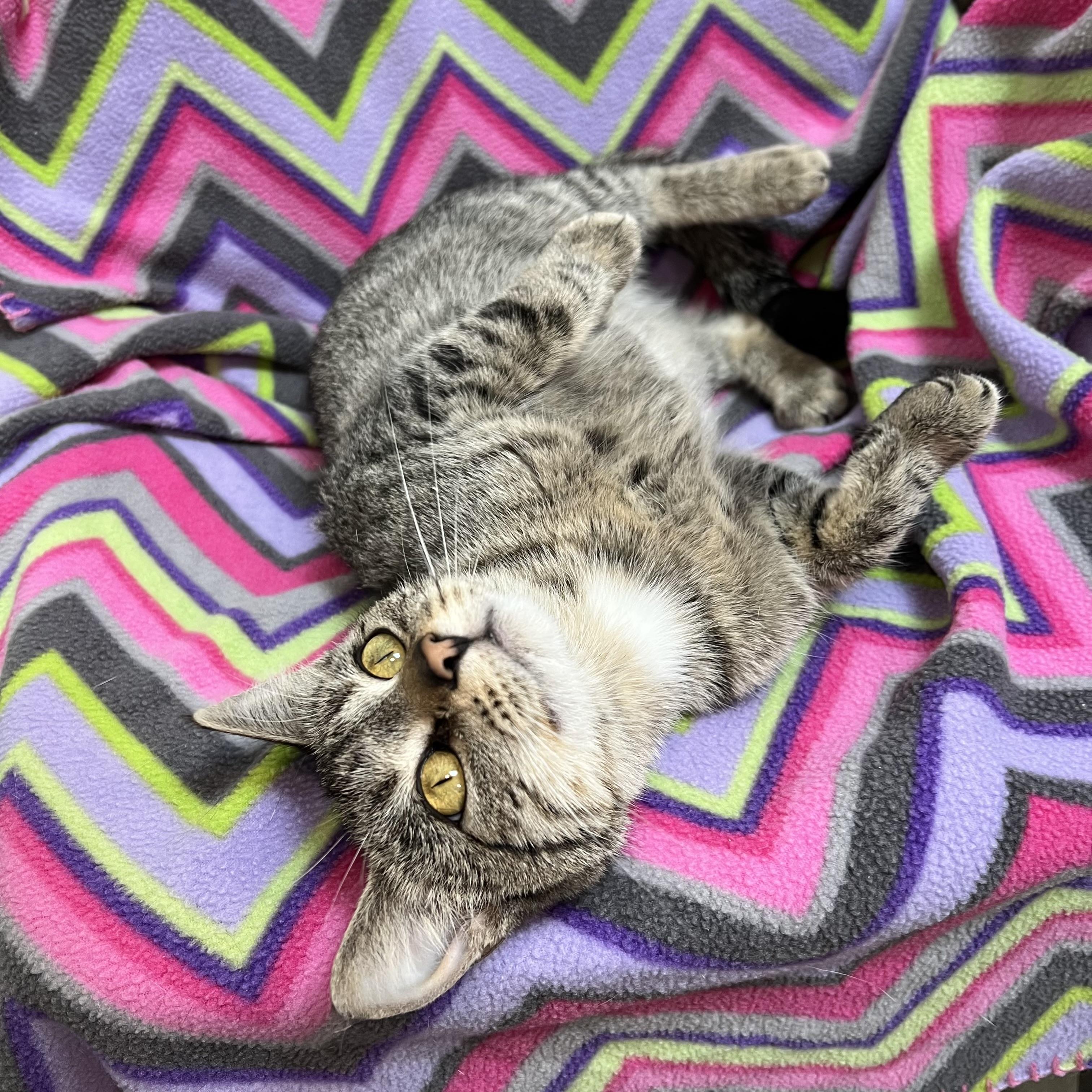 Tinkerbell, Adoptable, Adult Female Domestic Short Hair.