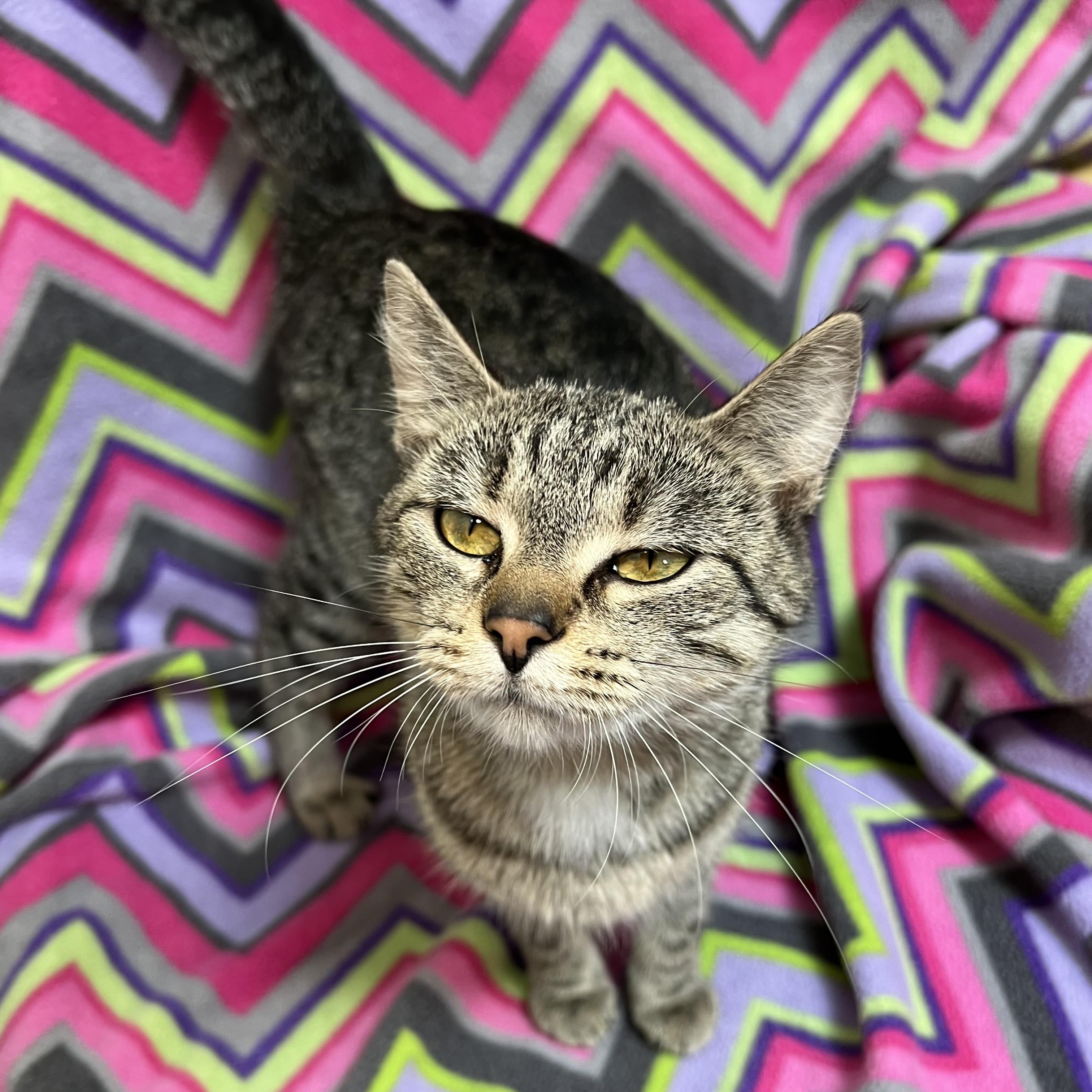 Tinkerbell, a Adoptable Domestic Short Hair in Fairmont, MN image 6/6