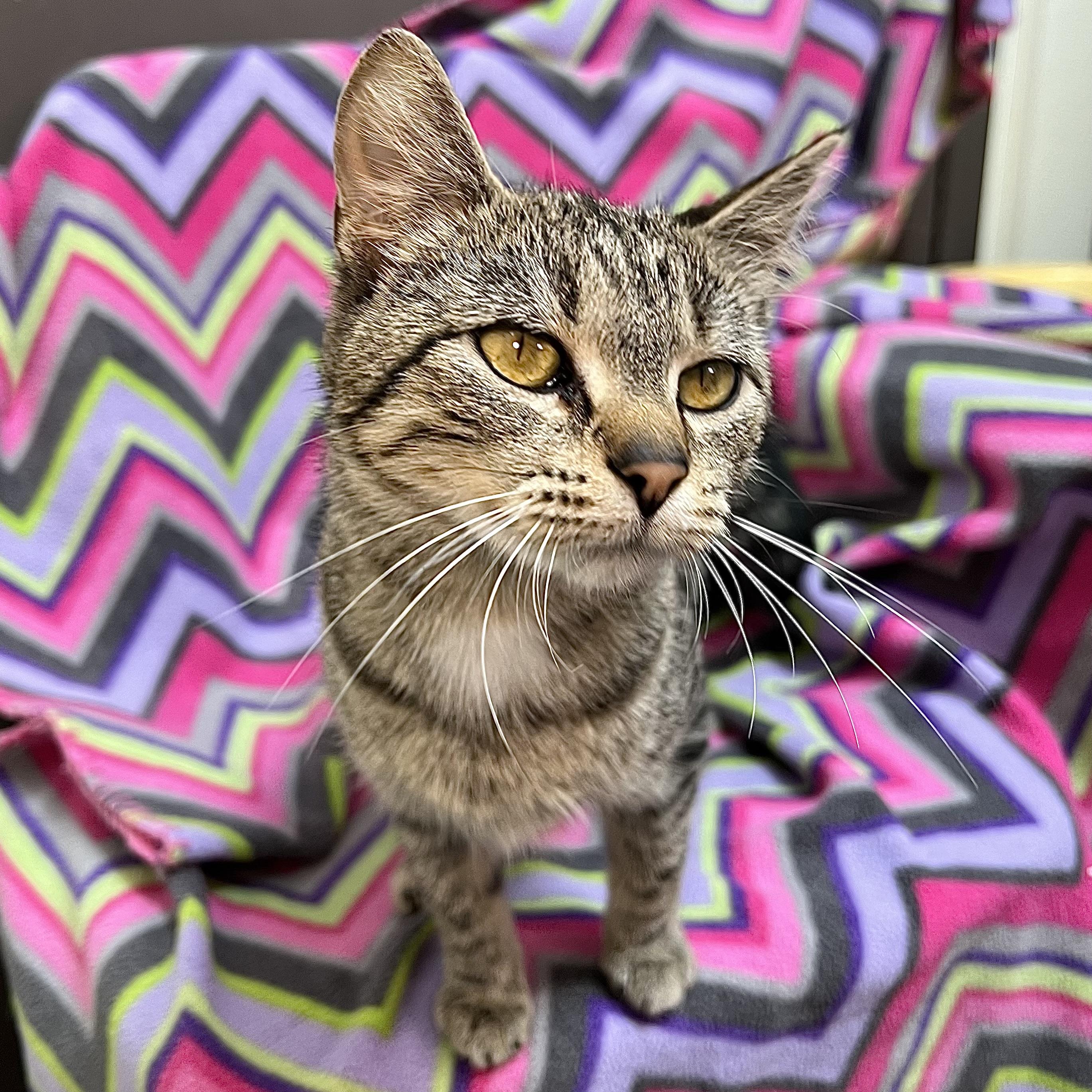 Tinkerbell, a Adoptable Domestic Short Hair in Fairmont, MN image 5/6