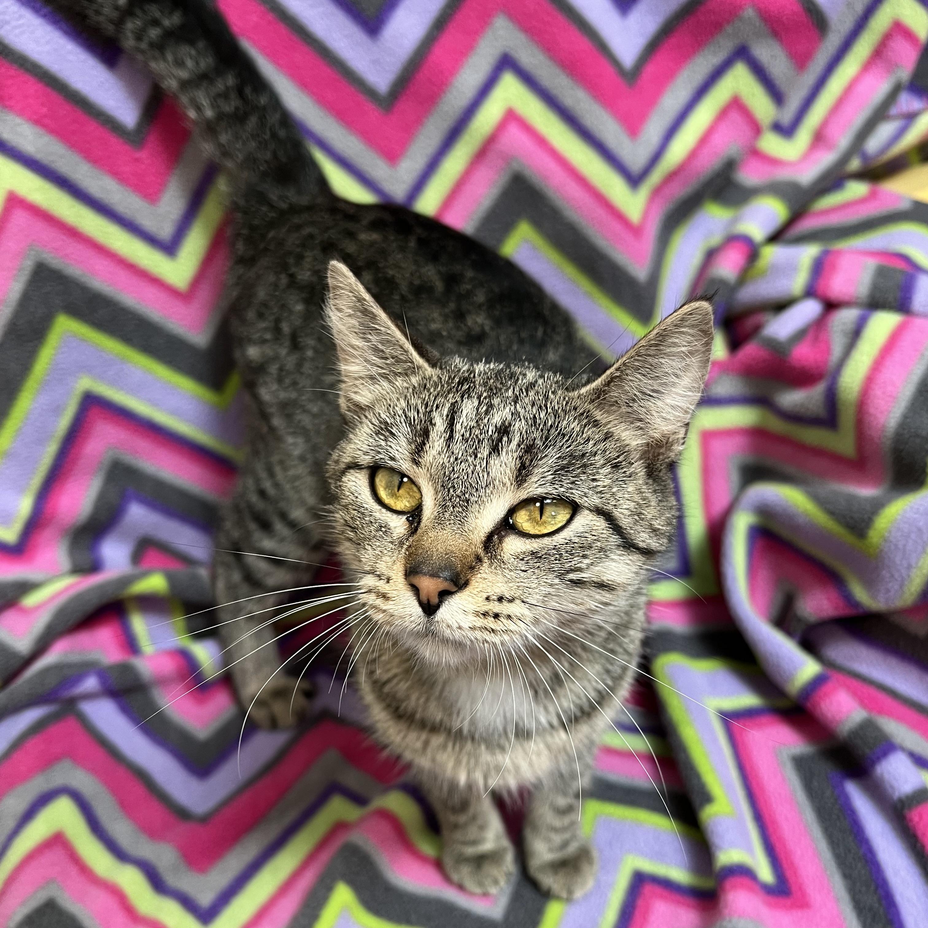 Tinkerbell, a Adoptable Domestic Short Hair in Fairmont, MN image 3/6