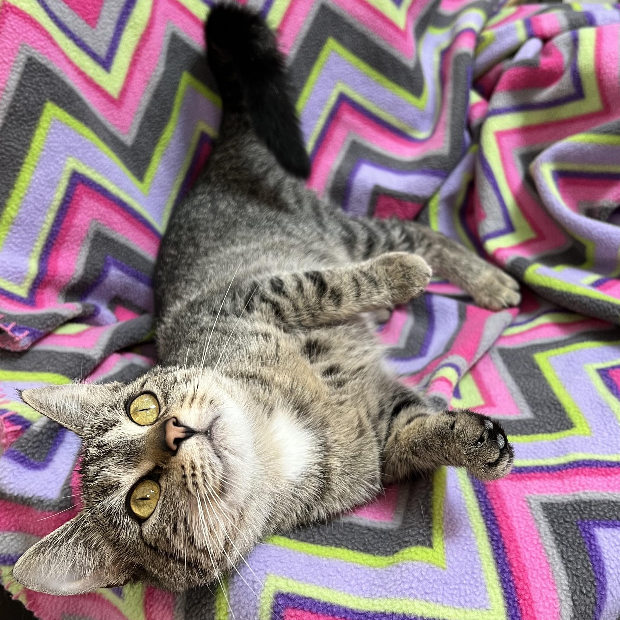 Tinkerbell, a Adoptable Domestic Short Hair in Fairmont, MN image 4/6