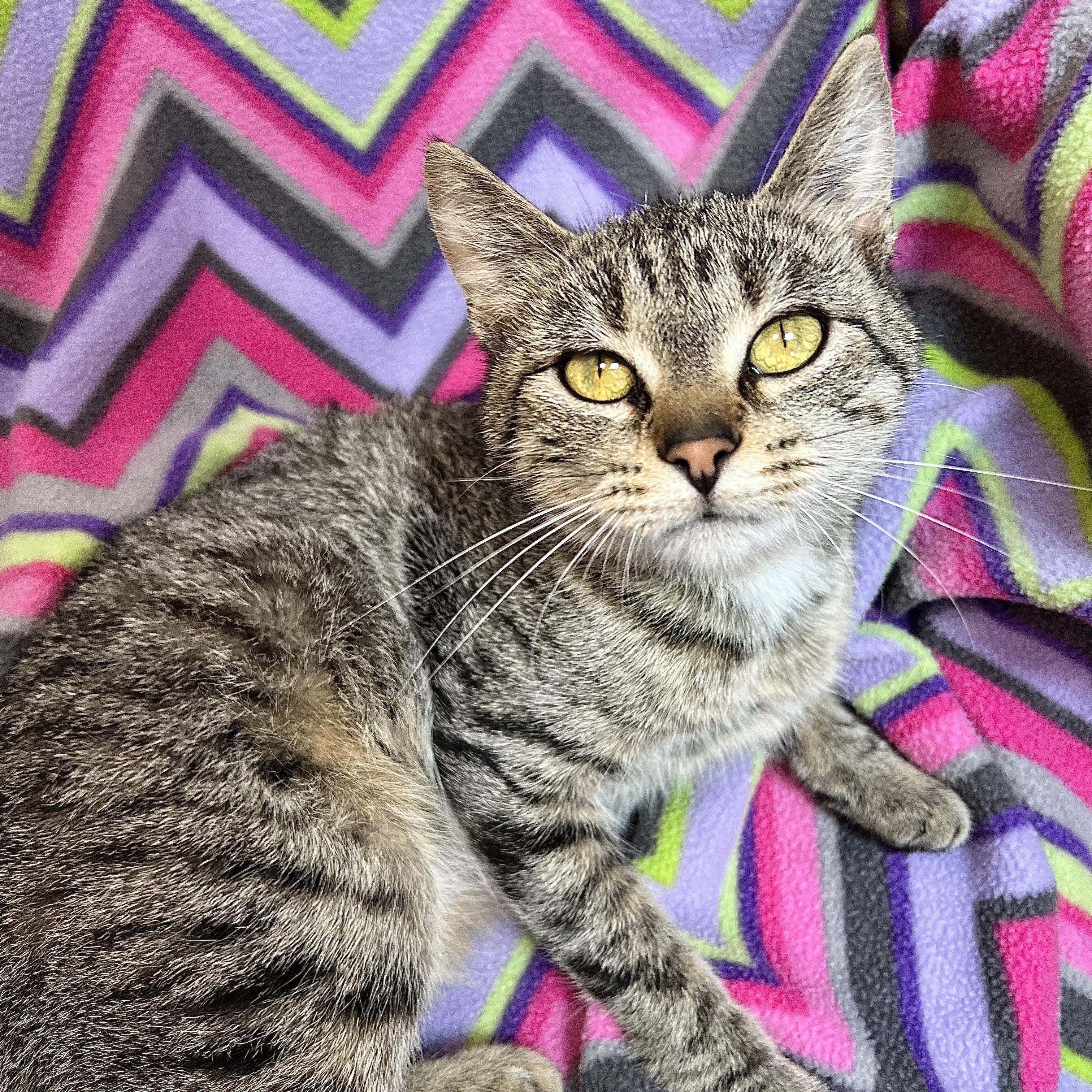 Tinkerbell, Adoptable, Adult Female Domestic Short Hair.