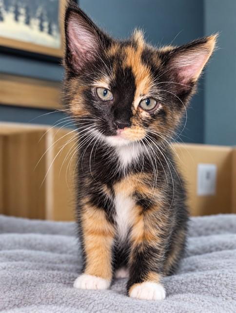 Enlarge SISSY, a Adoptable Domestic Long Hair in Statesville, NC image 1/1