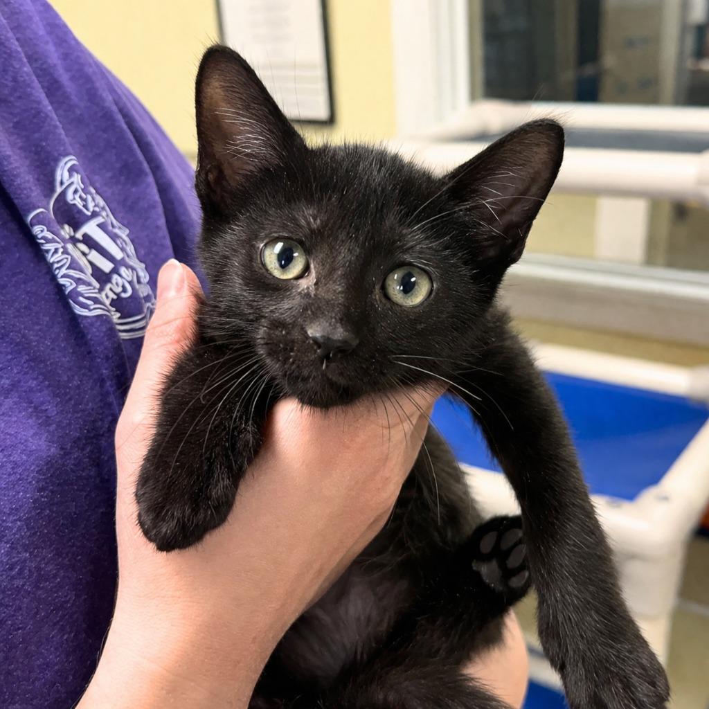 Dupree, Adoptable, Kitten Male Domestic Short Hair.