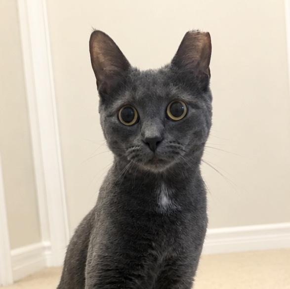 Enlarge Mercedes "Sadie", a ADOPTABLE Domestic Short Hair in Shakespeare, ON image 1/6
