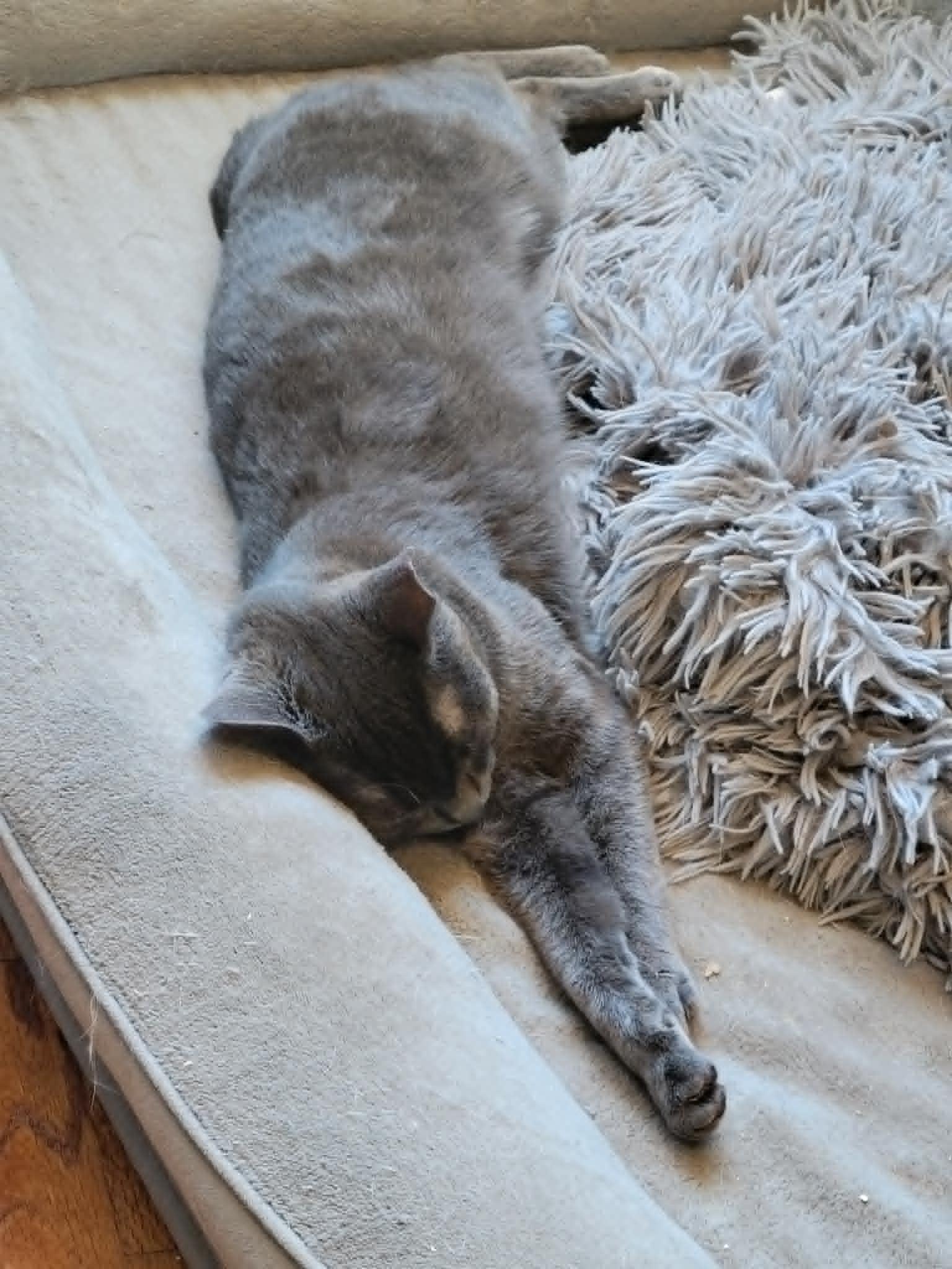 Enlarge Mercedes "Sadie", a ADOPTABLE Domestic Short Hair in Shakespeare, ON image 5/6