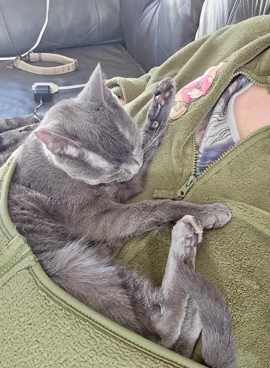 Enlarge Mercedes "Sadie", a ADOPTABLE Domestic Short Hair in Shakespeare, ON image 3/6