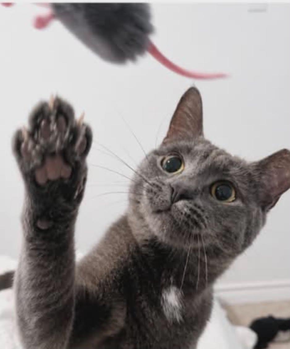 Enlarge Mercedes "Sadie", a ADOPTABLE Domestic Short Hair in Shakespeare, ON image 2/6