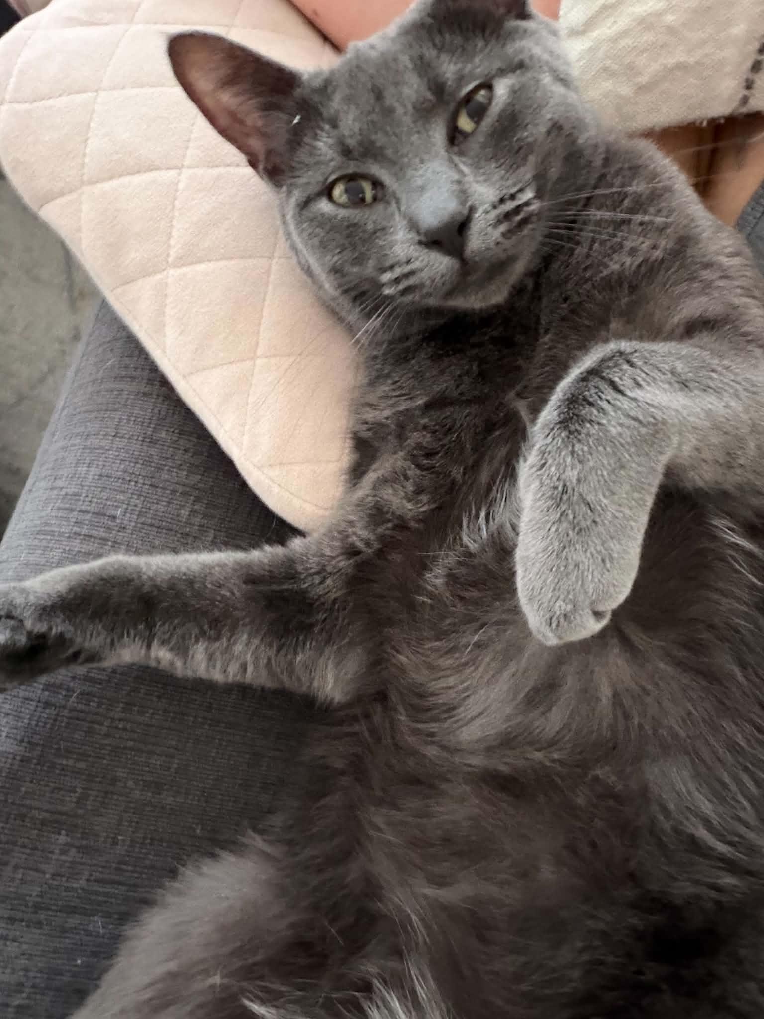 Mercedes "Sadie", ADOPTABLE, Young Female Domestic Short Hair.