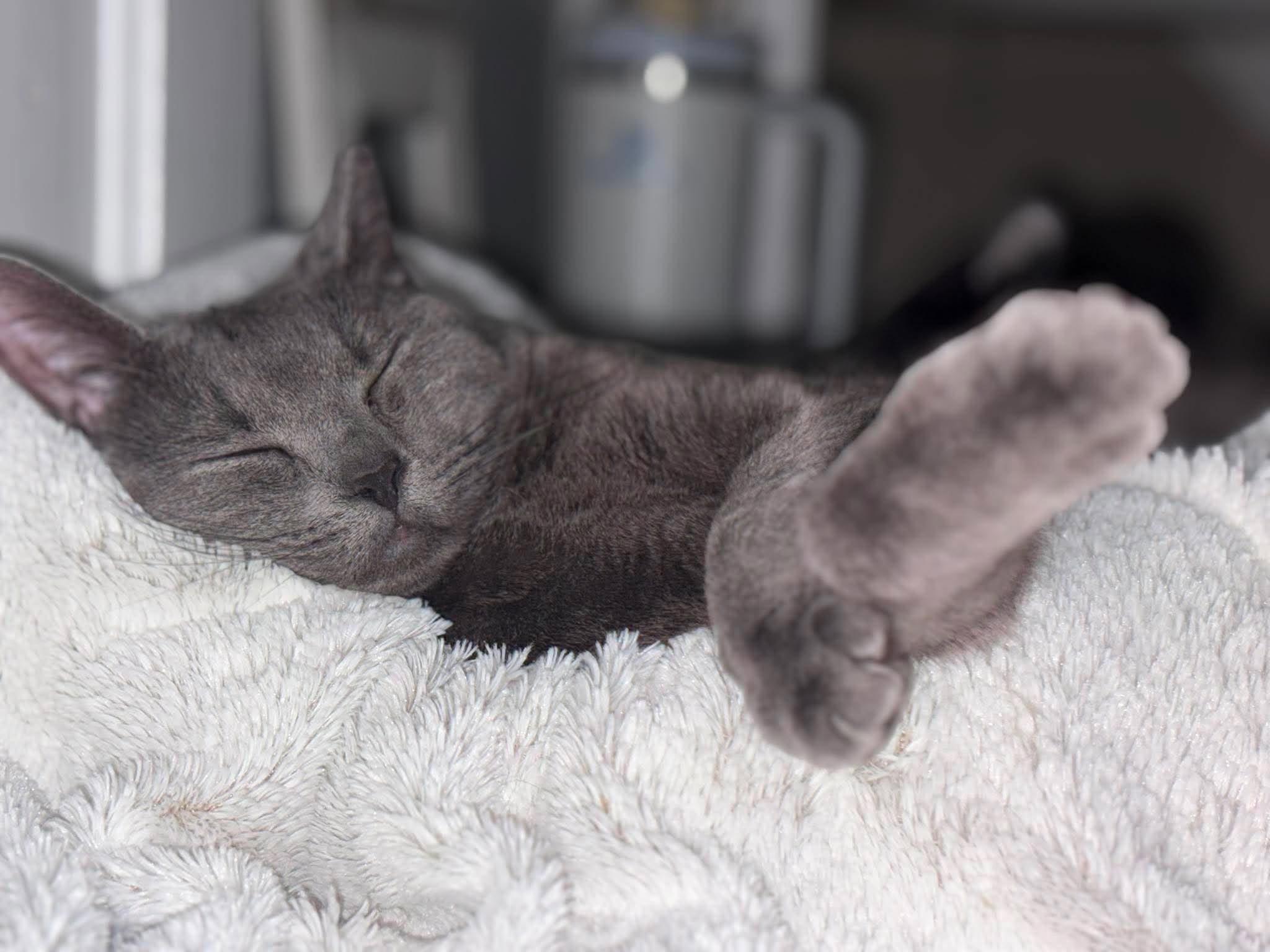 Mercedes "Sadie", ADOPTABLE, Young Female Domestic Short Hair.