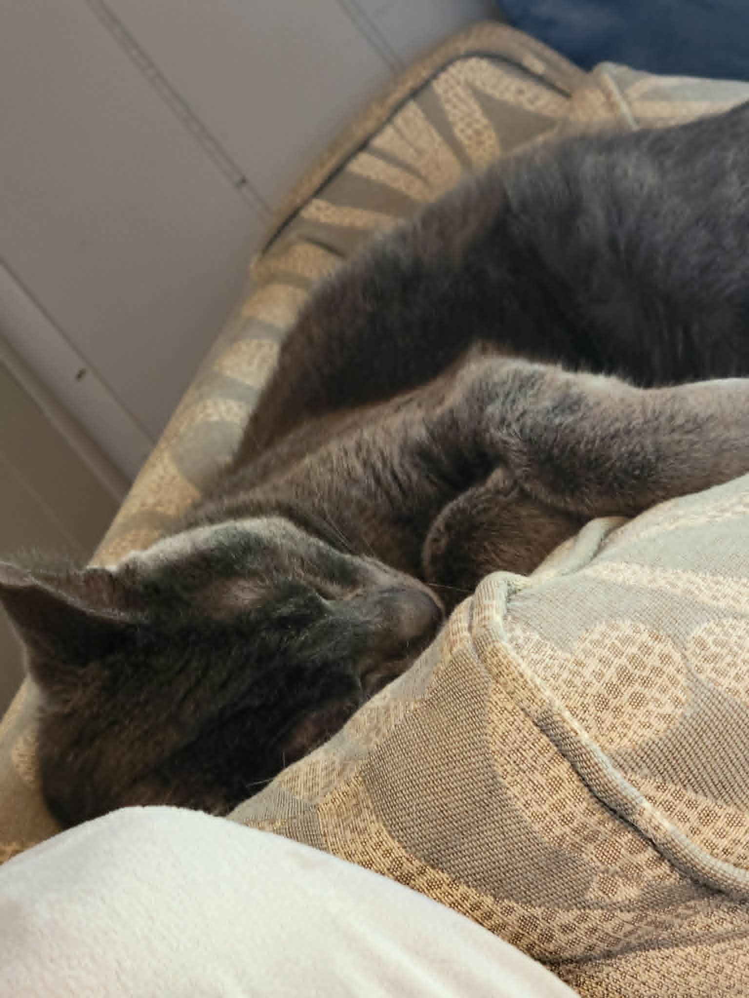 Enlarge Mercedes "Sadie", a ADOPTABLE Domestic Short Hair in Shakespeare, ON image 6/6