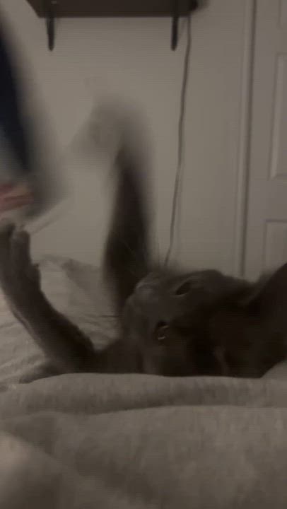 Enlarge Mercedes "Sadie", a ADOPTABLE Domestic Short Hair in Shakespeare, ON video 5/6
