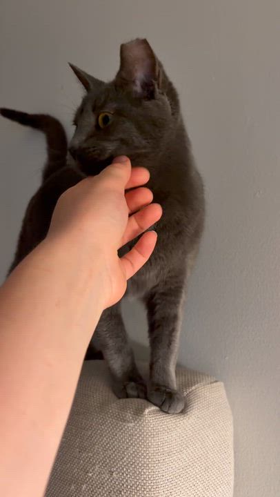 Enlarge Mercedes "Sadie", a ADOPTABLE Domestic Short Hair in Shakespeare, ON video 4/6
