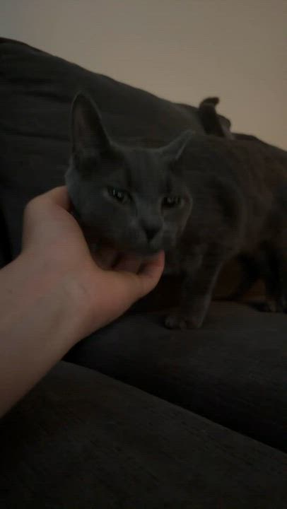 Enlarge Mercedes "Sadie", a ADOPTABLE Domestic Short Hair in Shakespeare, ON video 5/6