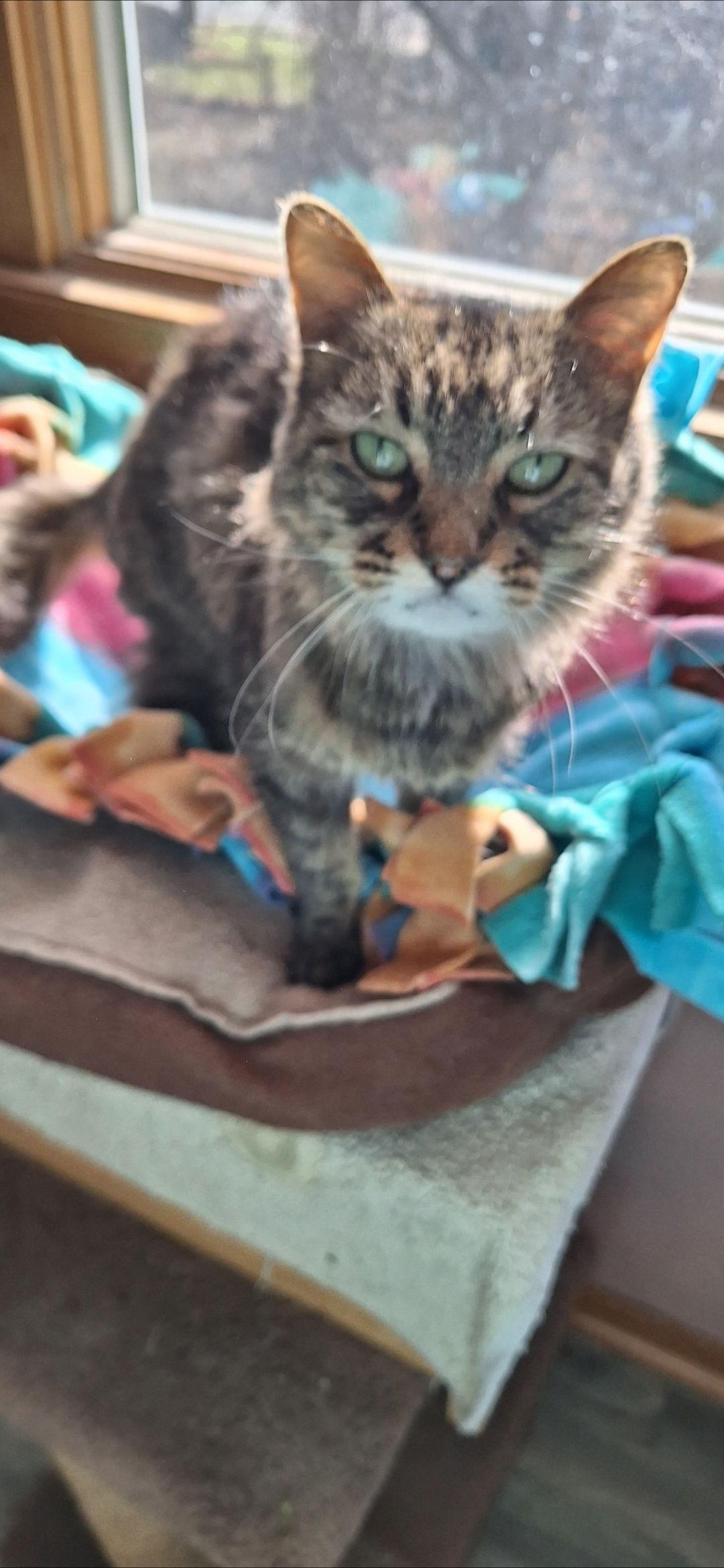 Soni, Adoptable, Senior Male Domestic Long Hair.