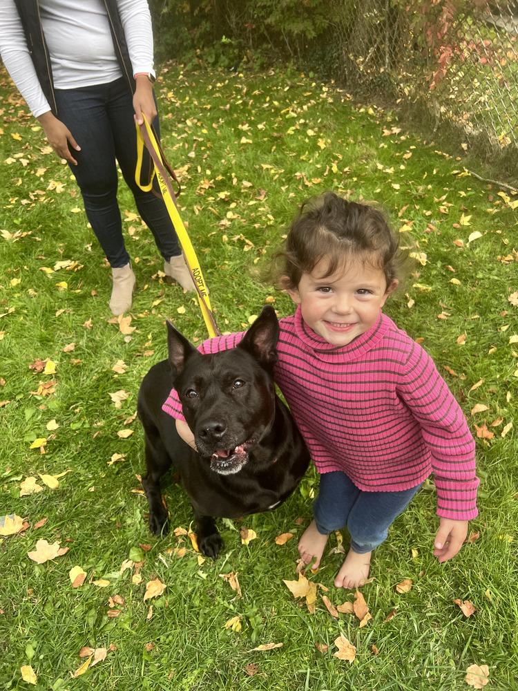 Millie, Adoptable, Senior Female German Shepherd Dog & Labrador Retriever.