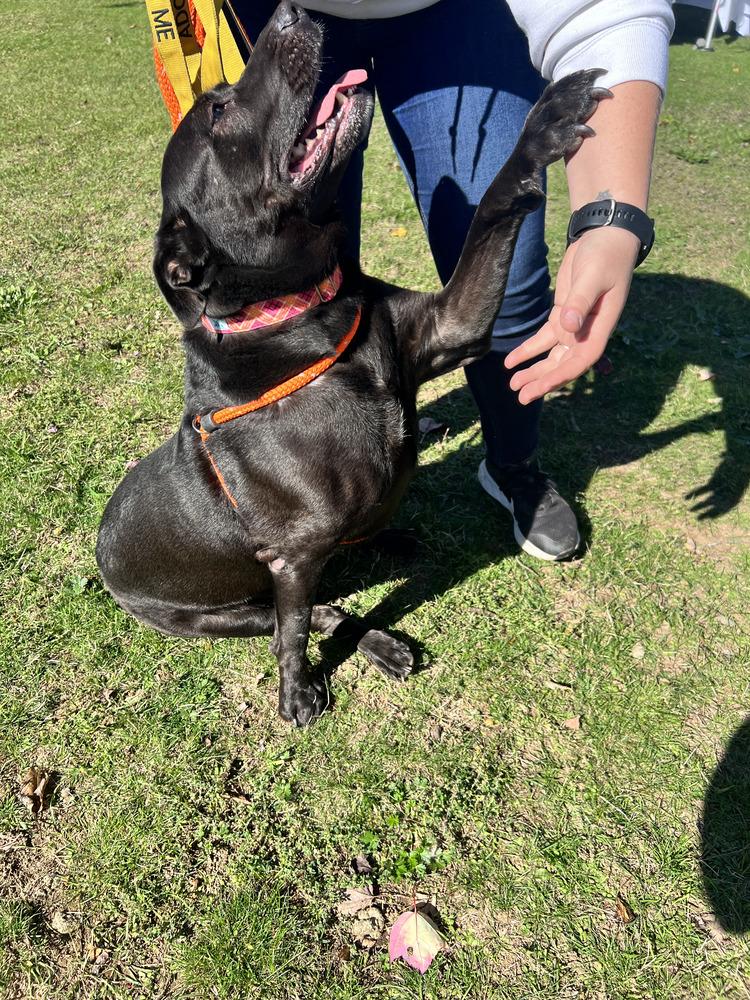 Millie, a Adoptable mixed breed in Brewster , NY image 2/6