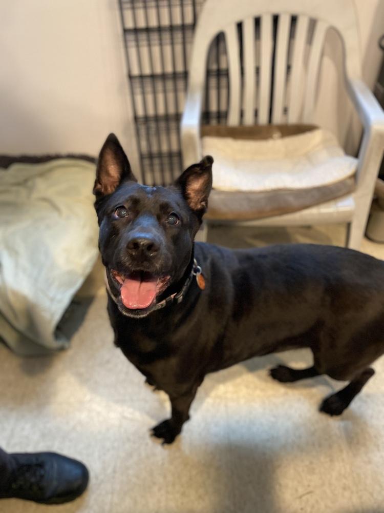 Millie, a Adoptable mixed breed in Brewster , NY image 4/6