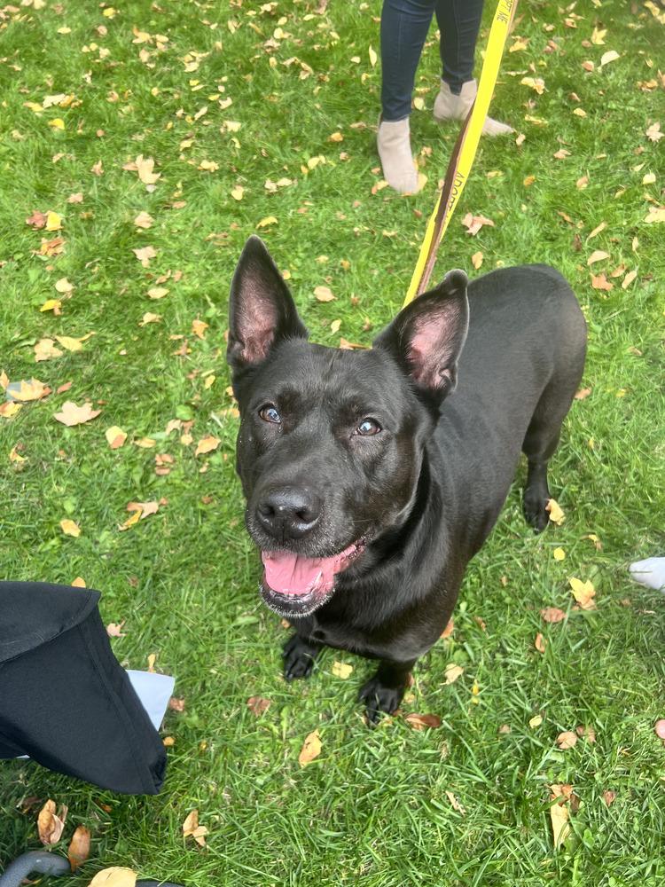 Millie, a Adoptable mixed breed in Brewster , NY image 6/6