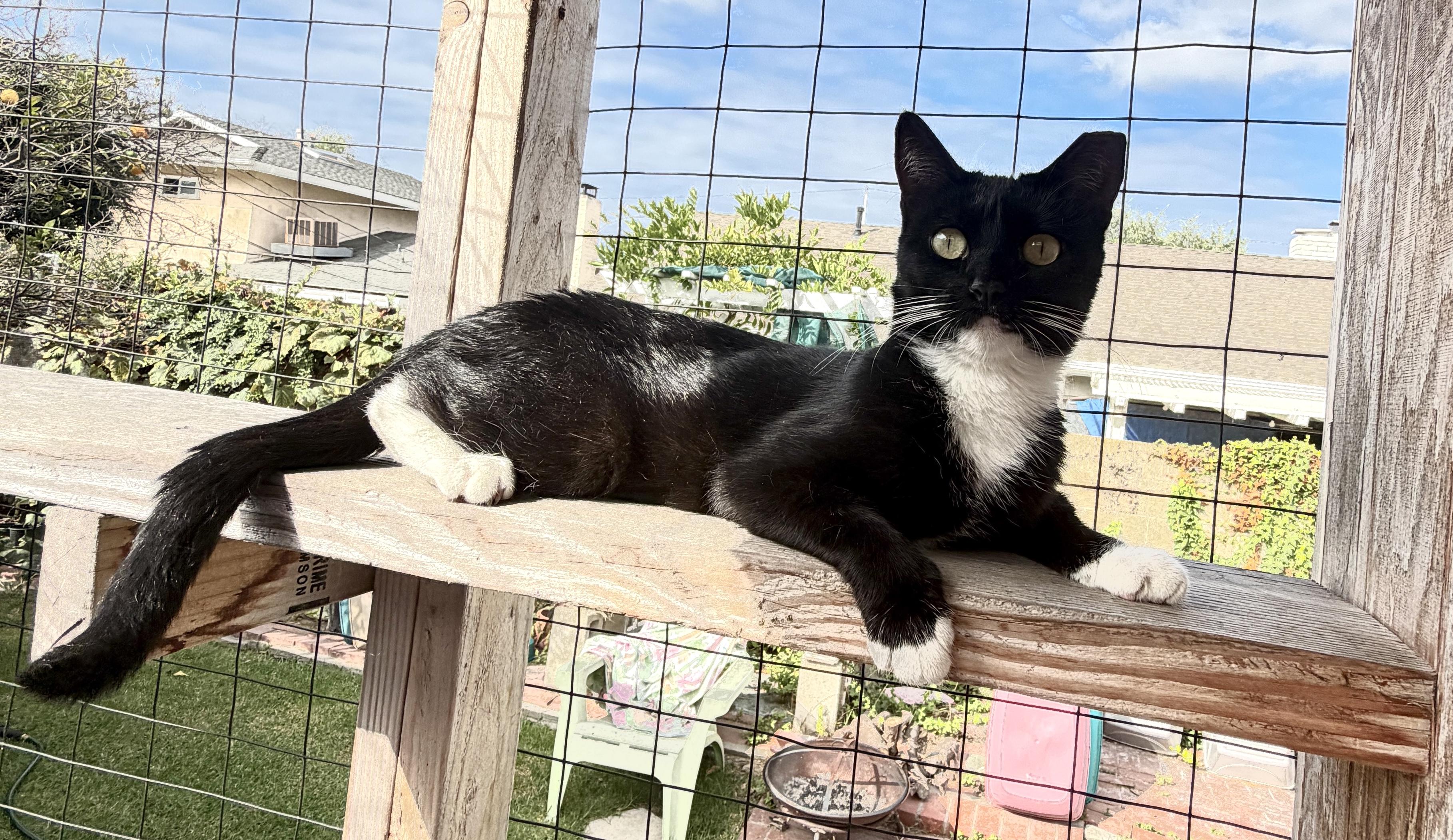 Sally, Adoptable, Adult Female Domestic Short Hair.