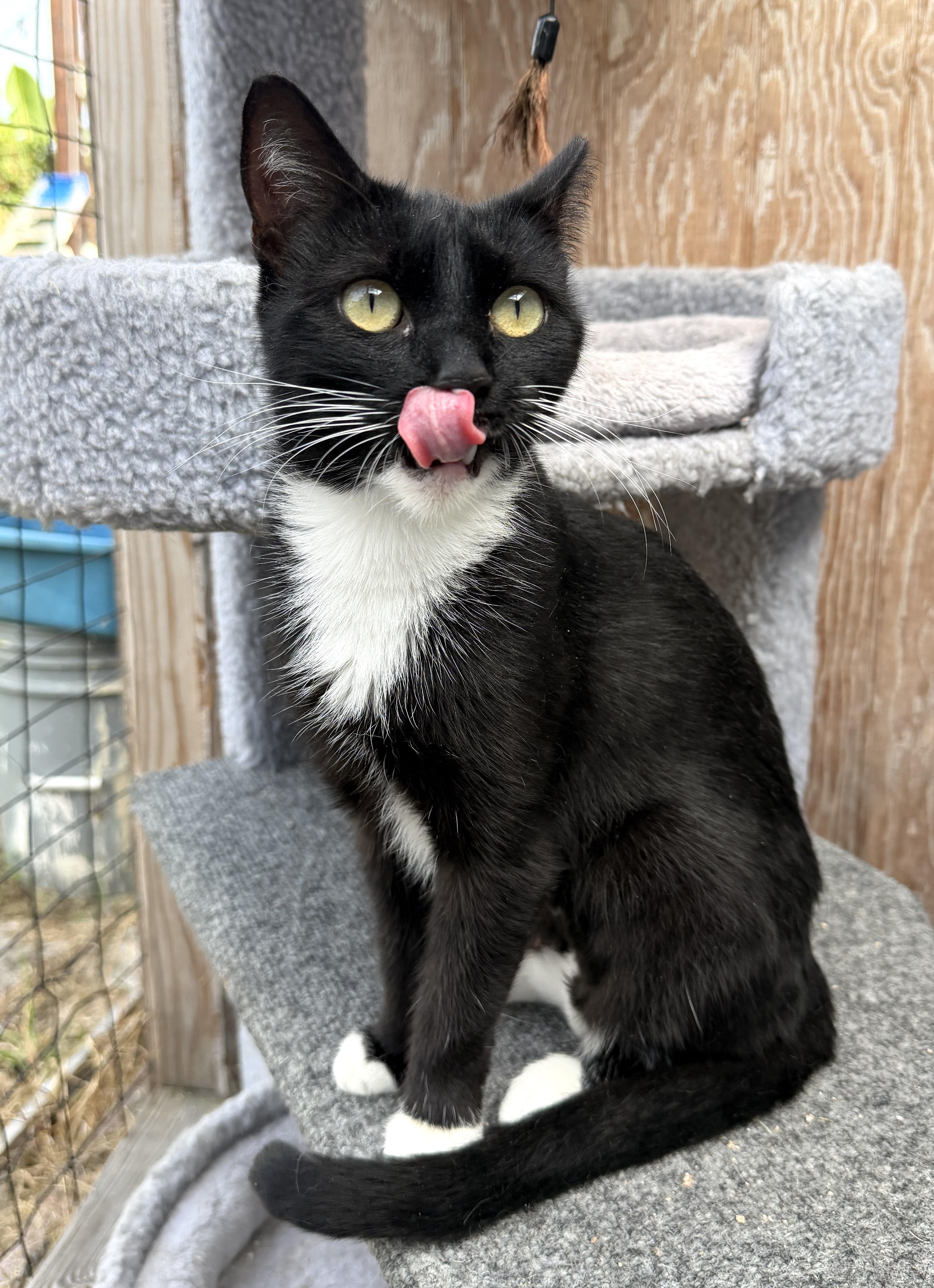 Sally, a Adoptable Domestic Short Hair in Orange, CA image 2/3