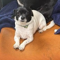 Enlarge BB, a ADOPTABLE mixed breed in Danbury, CT image 2/3