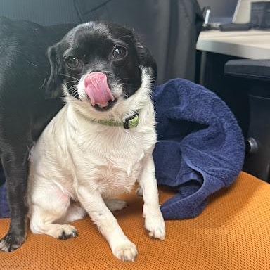 Enlarge BB, a ADOPTABLE mixed breed in Danbury, CT image 3/3